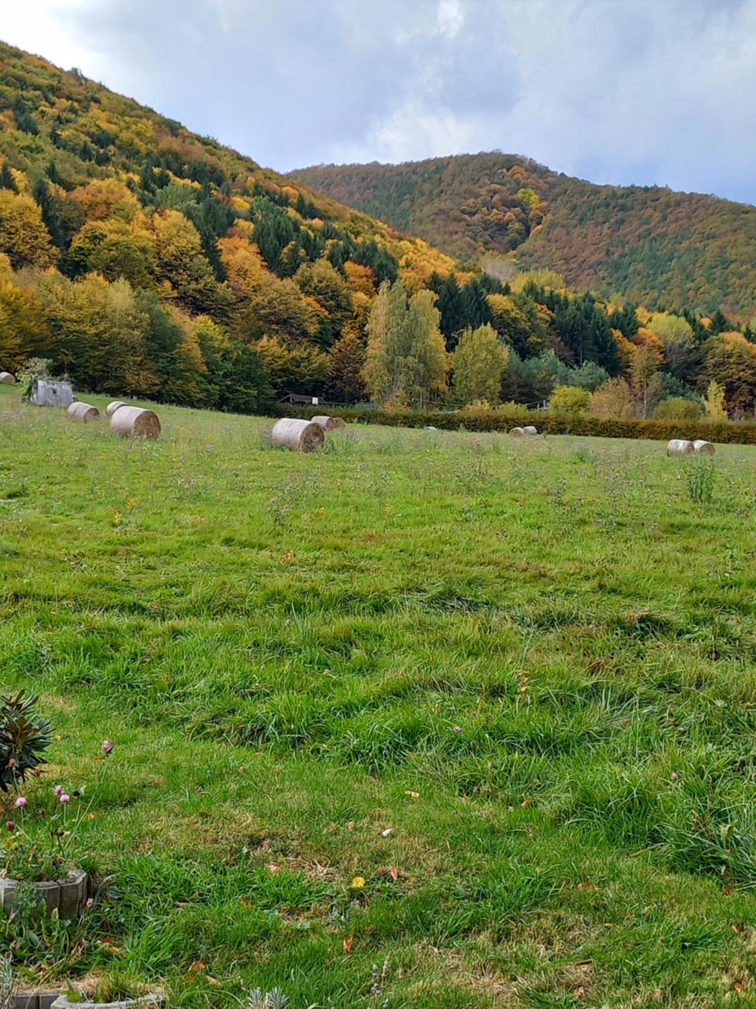 Pensiunea Natura Sadu Sibiu Exterior foto